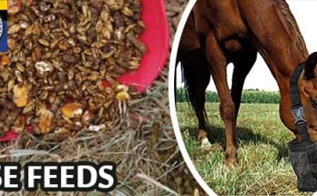 Market for Horse Feeds