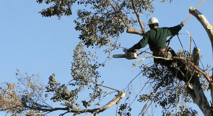 Hire a Tree Removal Service to Protect Your Property