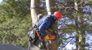 Tree removal Melbourne