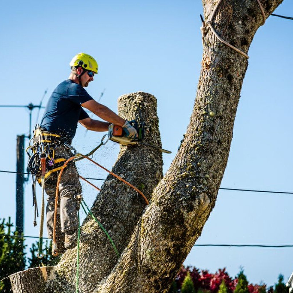 Tree Removal In Adelaide