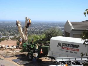 Stump Removal Adelaide Hills