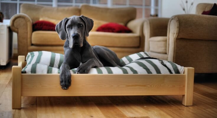 Designer Dog Beds for Large Dogs
